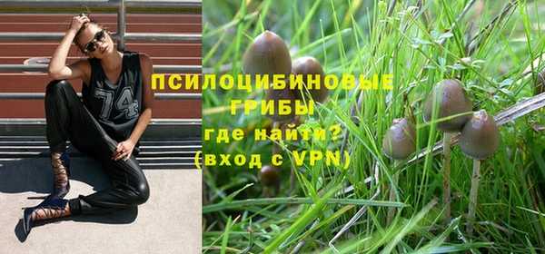 трава Корсаков